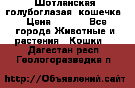 Шотланская голубоглазая  кошечка › Цена ­ 5 000 - Все города Животные и растения » Кошки   . Дагестан респ.,Геологоразведка п.